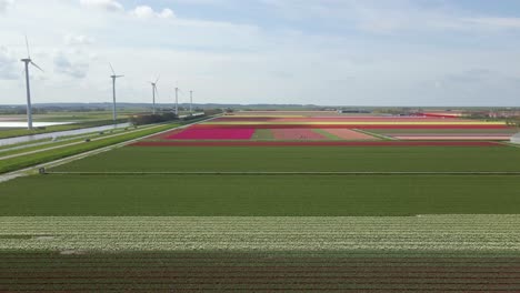 Buntes-Tulpenfeld-Im-Ikonischen-Flachen-Land-Von-Holland,-Antenne