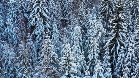 Tranquil-snow-covered-forest-on-sunny-winter-morning,-drone-shot