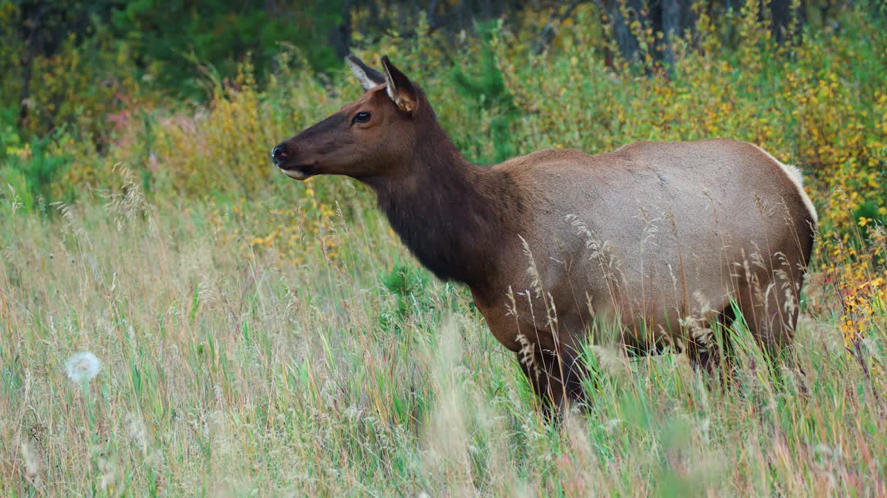 un alce de vaca durante el otoño, inspeccionando su entorno, mostrando la gracia y la quietud de la vida silvestre en 4k