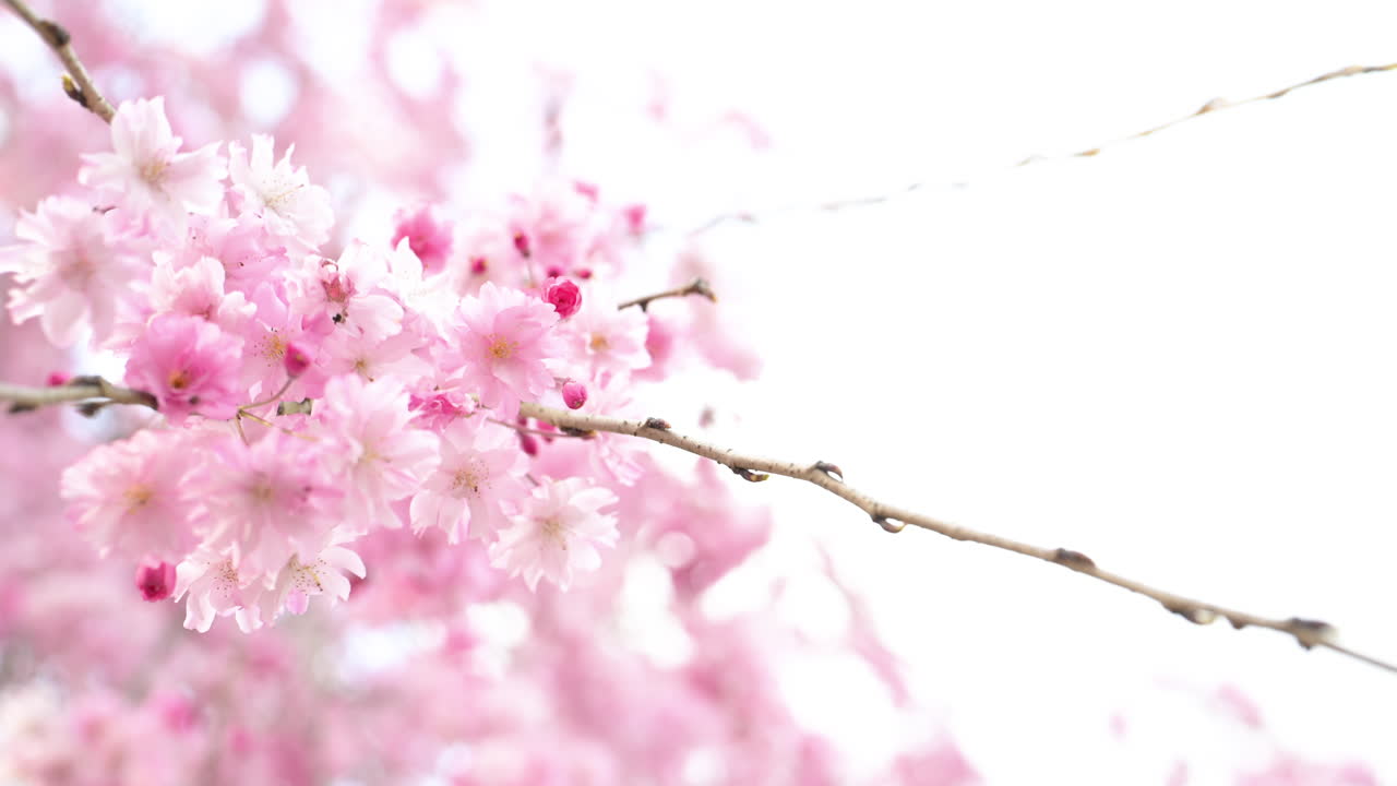 Primo piano di bellissimi fiori di sakura rosa in fiore in primavera