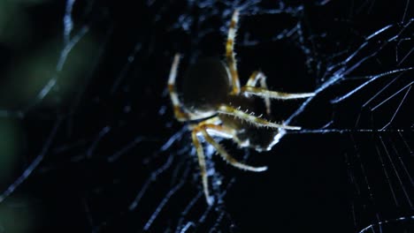 araña tejedora de orbe comiendo presas en la web primer plano macro de luz trasera nocturna