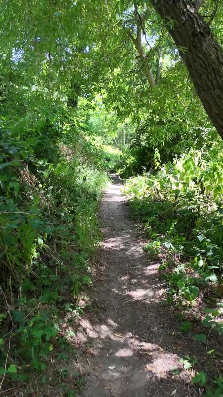 POV verticale al rallentatore mentre si cammina lungo uno stretto sentiero boschivo verde sotto una fitta chioma di alberi