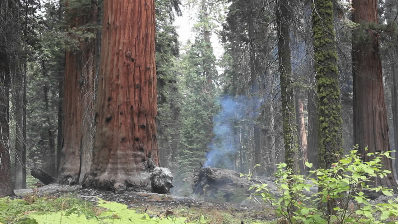 Foschia in una foresta di sequoie