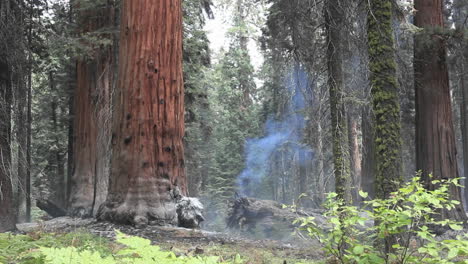 Mist-in-a-redwood-forest