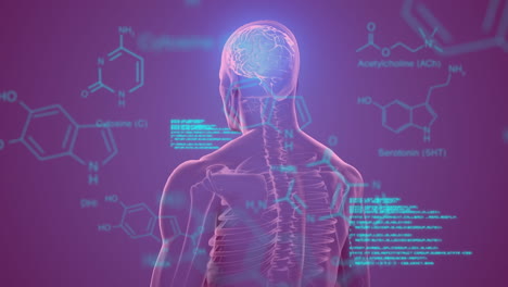 animación de fórmulas químicas y procesamiento de datos sobre el cuerpo humano en rotación