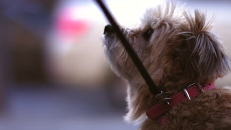 Zeitlupenaufnahmen-Eines-Terrierhundes-An-Der-Leine,-Der-In-Den-Himmel-Blickt