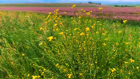 a vibrant meadow awash with color: delicate yellow wildflowers in the foreground contrast against a background of lush green and soft pink blooms stretching toward the horizon