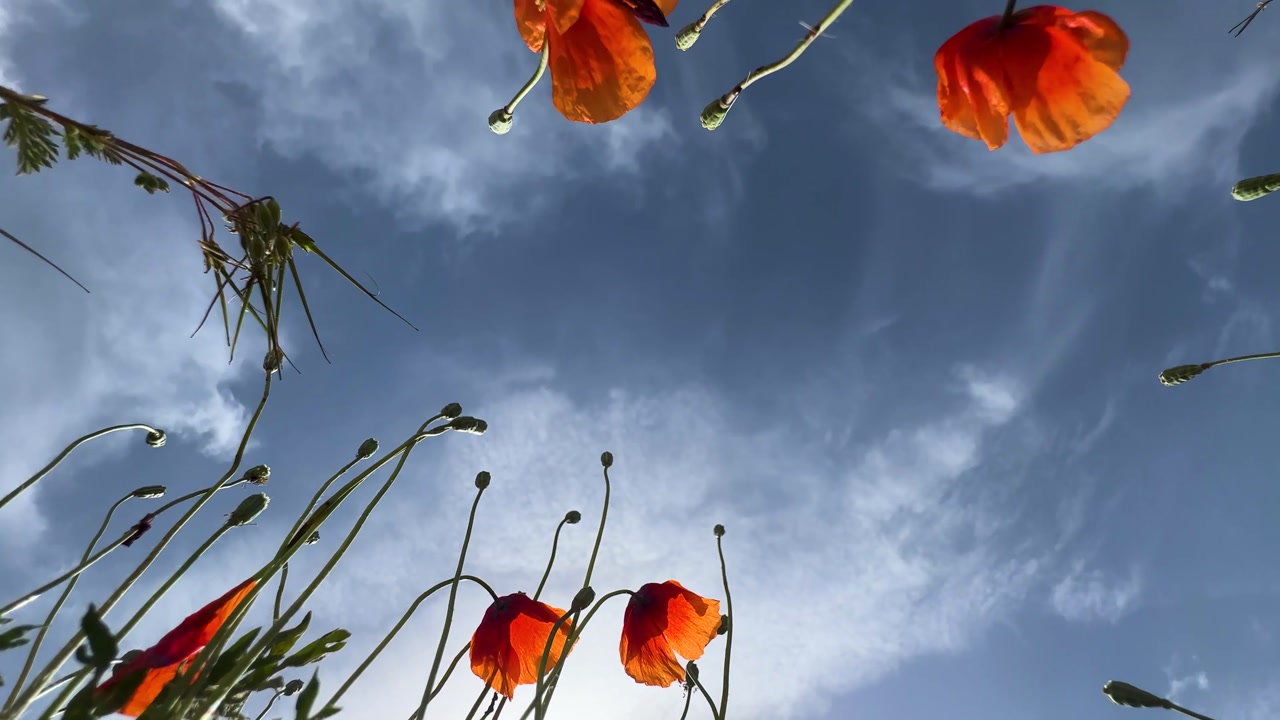 vibrant poppies field in military operation in Iran blue sky USA air force desert landscape panoramic horizon cloud sunlight poppy flower environment scenic wilderness travel remote earth geopolitics