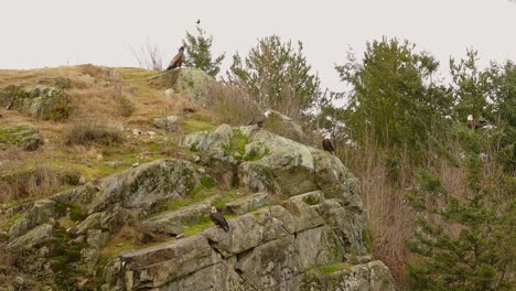 Bald-and-golden-eagles-soar-through-sky-landing-on-rock-outcrop-by-cliff,-Squamish-BC