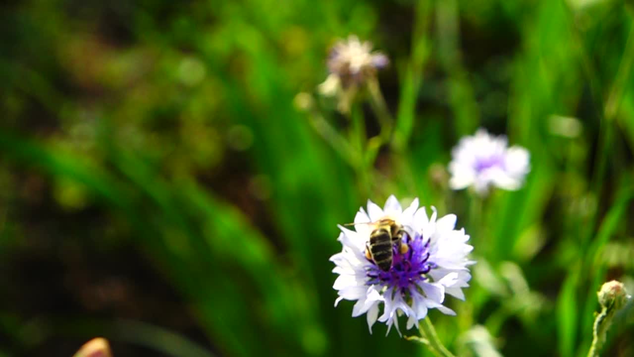 Bee and flower. Slow motion