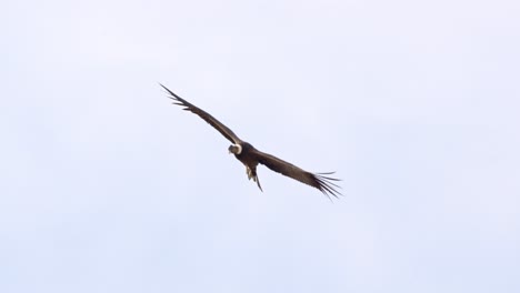 a magnificent andean condor in flight