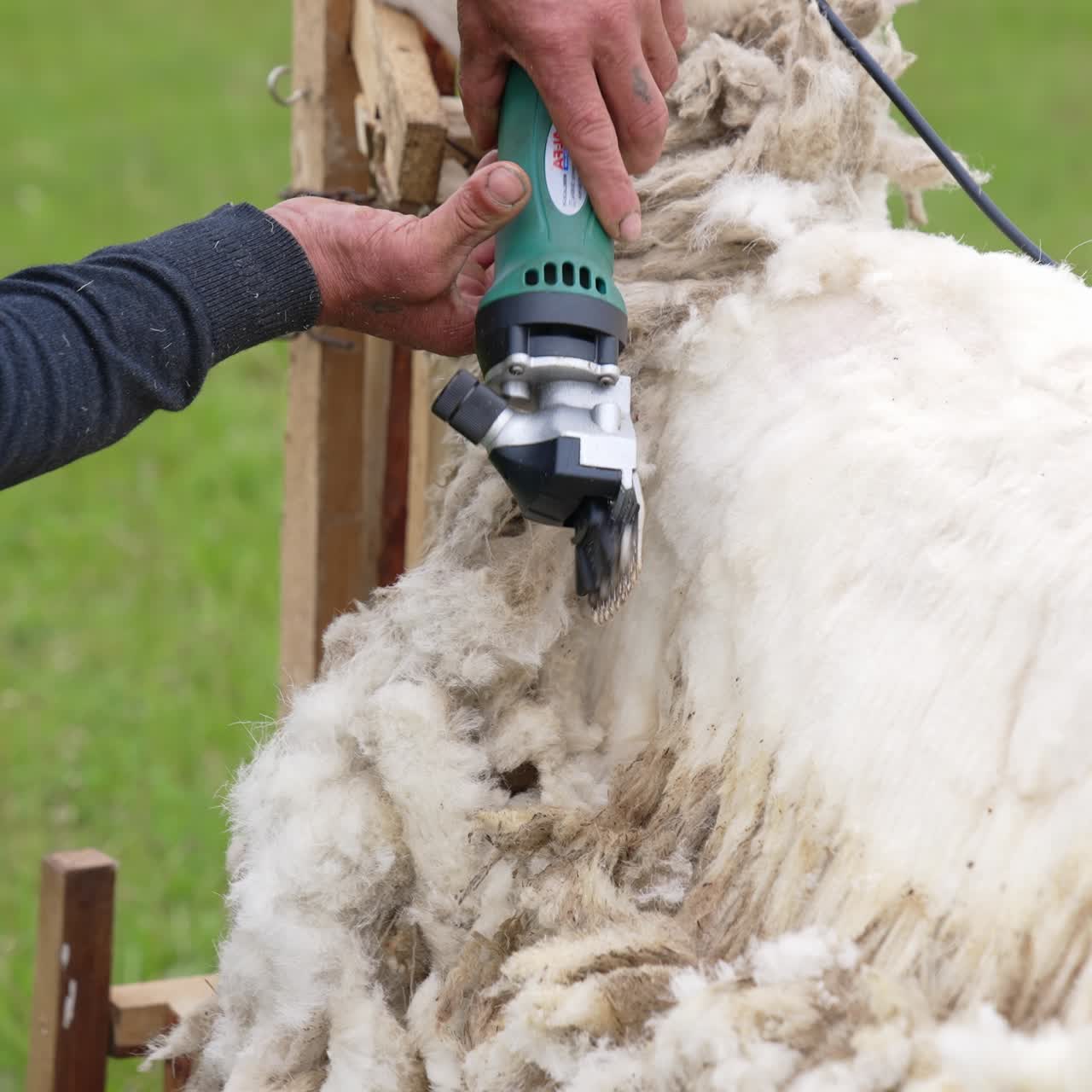 Traditional sheep shearing in summer. Farmer shearing white sheep with electric clipper. Agricultural process of getting ecological fleece