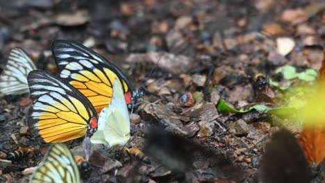 Two-Orange-Gulls,-Cepora-iudith,-feeding-on-minerals-on-the-forest-ground-in-Kaeng-Krachan-National-Park,-UNESCO-World-Heritage,-Thailand