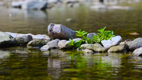 beautiful young green leaves grows out of a rock by flowing water