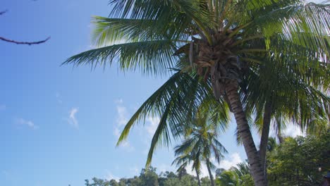 Una-Palmera-Ondeando-En-La-Brisa-En-Una-Isla-Tropical