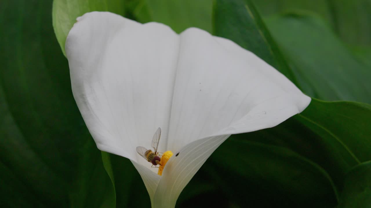 un insecto recogiendo polen de una gran flor de lirio blanco en verano