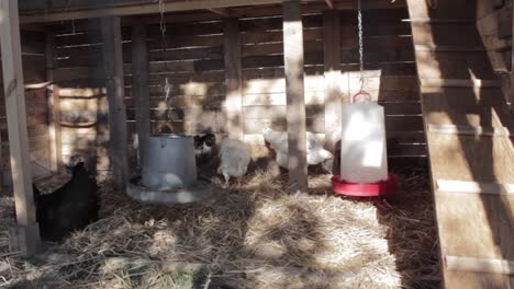 wide view of chickens feeding and lounging in sunny barn