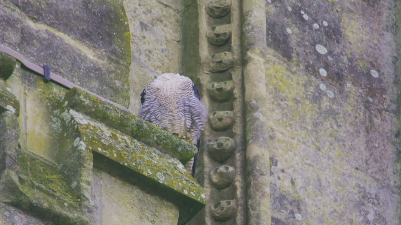 Hunnvandrefalk som pusser og renser fjær mens den sitter på Salisburykatedralen i Salisbury, England, og viser naturlig pleieatferd i et urbant dyrelivsmiljø.