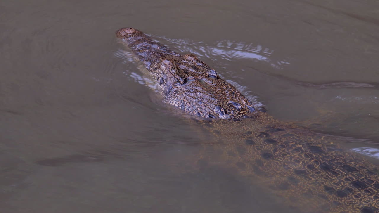 en ung estuarisk krokodille med øjnene og næsen over vandoverfladen - tæt på