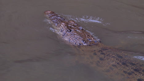 a young juvenile estuarine crocodile with it's eyes and nose above the surface of the water - close up