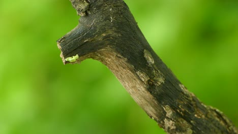 a small green worm on the edge of a branch reaching out, exploring and eating