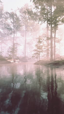 misty forest river