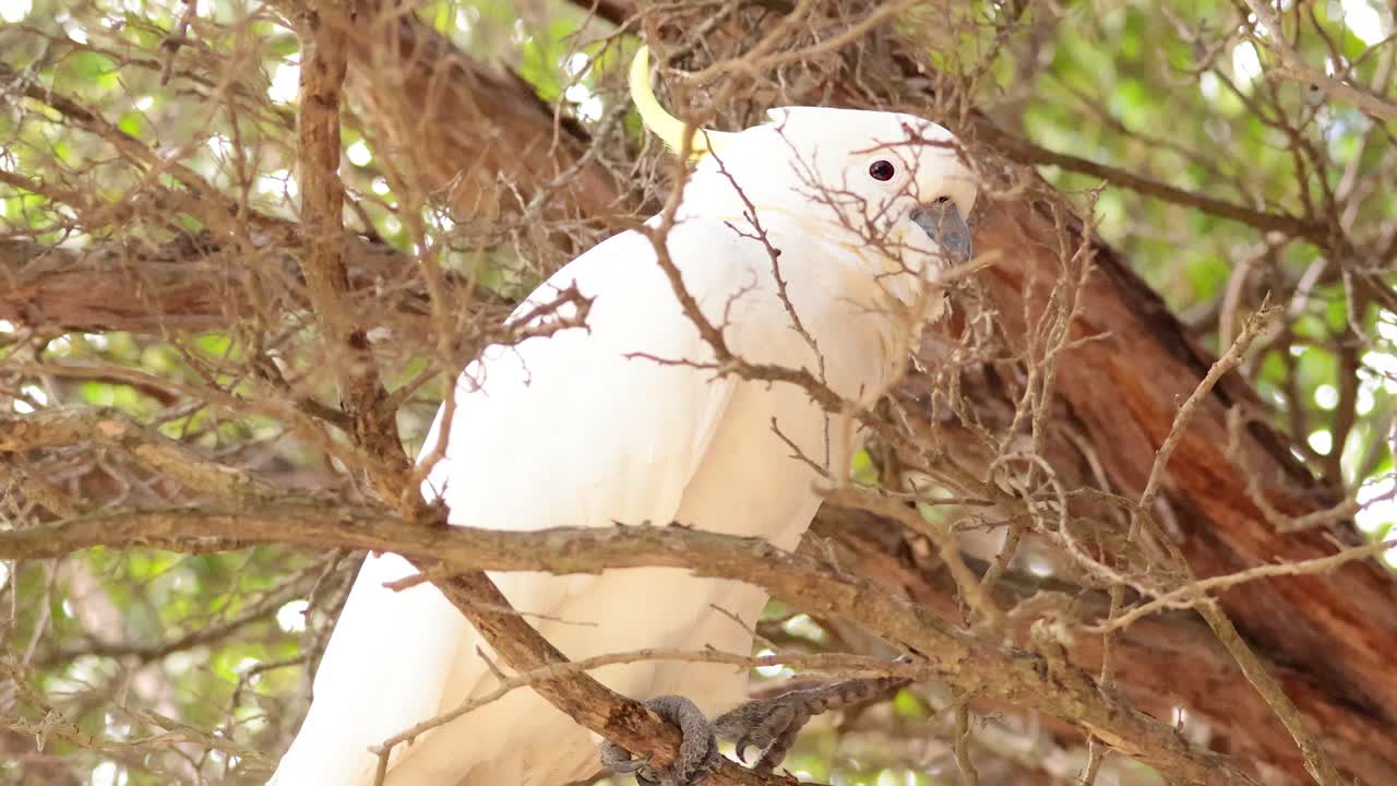 una cacatúa en una rama de un árbol