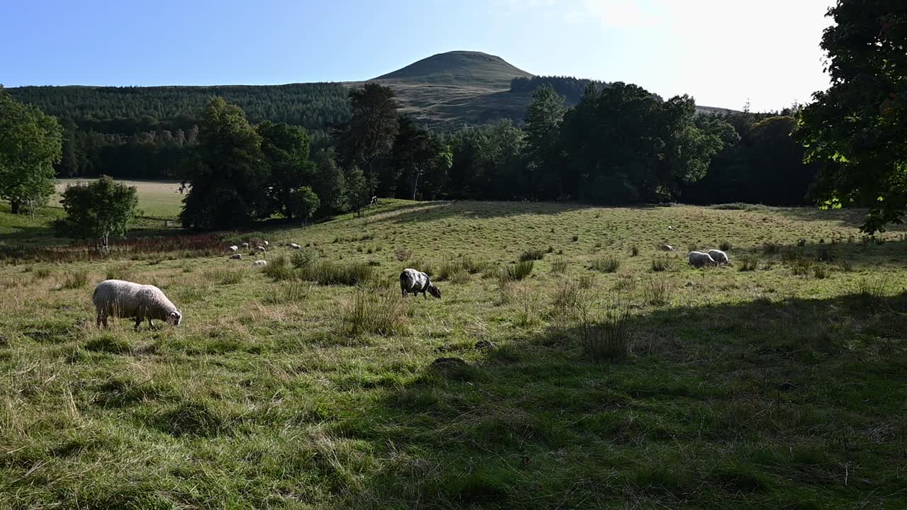 Flock of sheep grazing in the beautiful Scottish countryside with the Lomond Hills in the background- Static shot