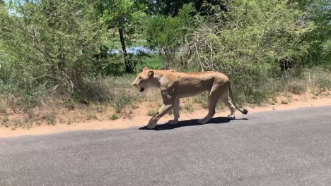 lean healthy african lioness covered in ticks walks along paved road