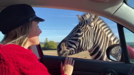 pretty blonde girl on safari in the car while two zebras are in the window of the vehicle