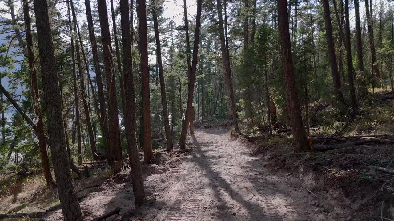 Navigating the Forest: A Drone's Journey Through a Dense Forest Road