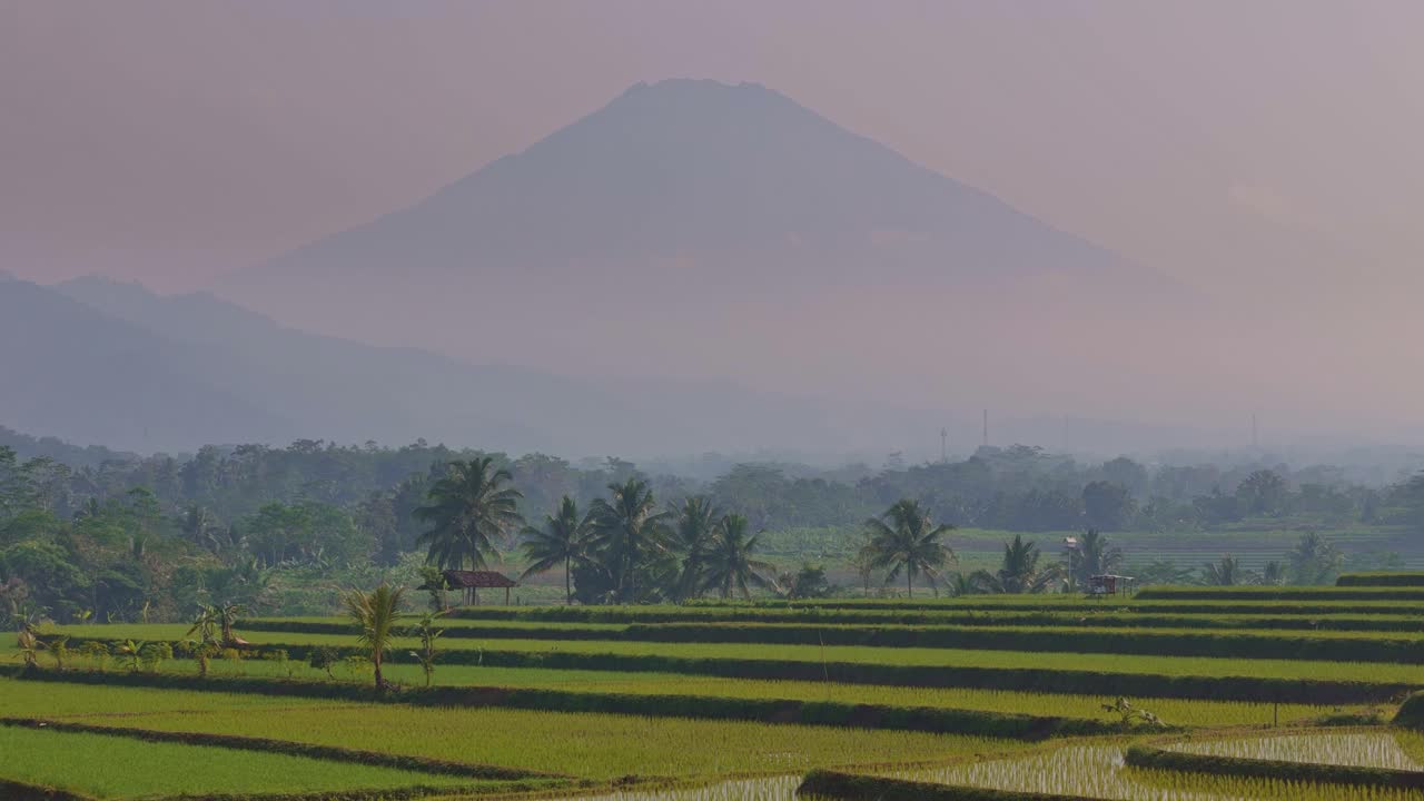 Drone shot of tropical rice field in the early morning light with a distant mountain rising through the haze. Traditional farming landscape in a calm and serene