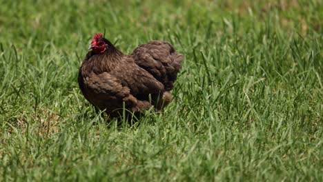 a hen moves and pecks around a grassy area.