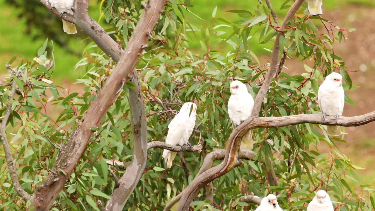 A flock of long-billed corellas perched on tree branches in Geelong, Australia, captured in natural daylight