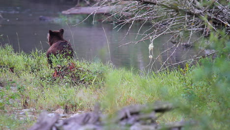 brown grizzly bear stands on riverbank and looks