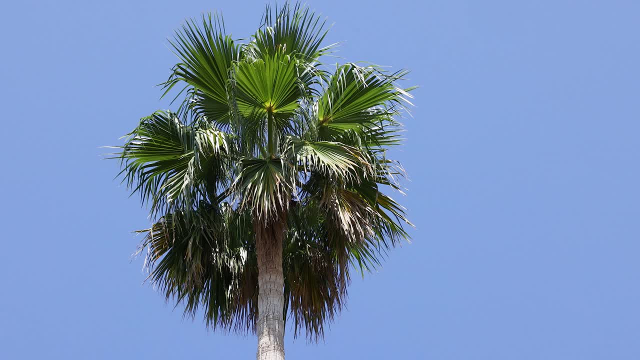 Palma che ondeggia dolcemente nella brezza