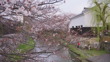 Kirschblüten-Im-Wind-über-Dem-Wassergraben-Von-Omihachiman,-Präfektur-Shiga,-Japan