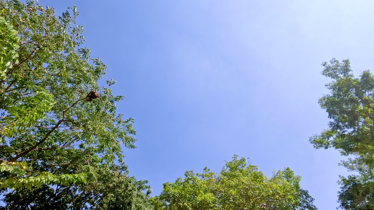밝은 빛으로 은 파란 하늘 아래 나무들이 흔들리며 조용하고 평화로운 야외 장면을 포착합니다.