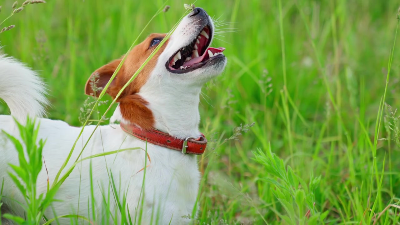 Happy Jack Russell Terrier Dog Panting in Green Grass Field