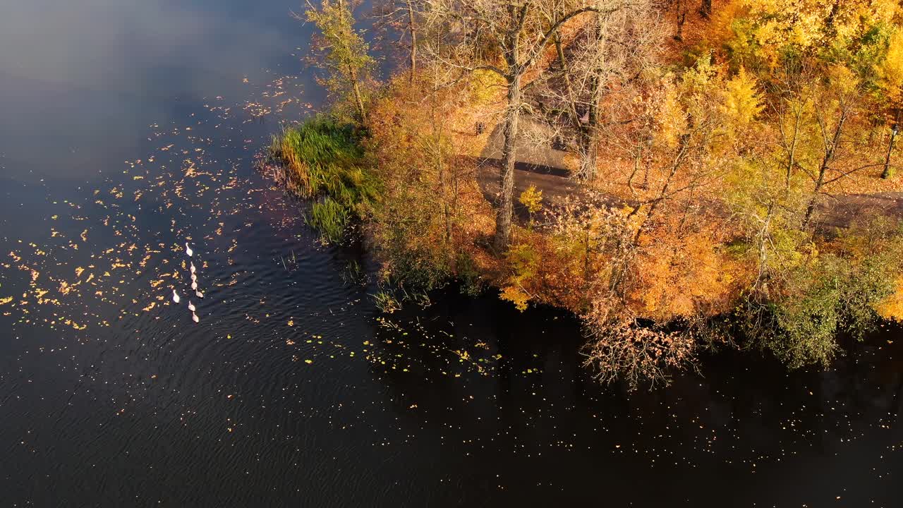 야생의 큰 호수에 백조