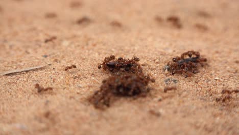 Ameisen-Im-Sand-Bewegen-Ihre-Nahrung