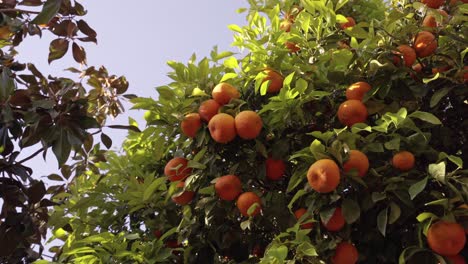 girando en un árbol con naranjas