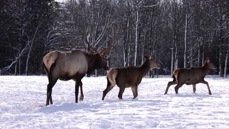 elk bull walking with his herd slomo