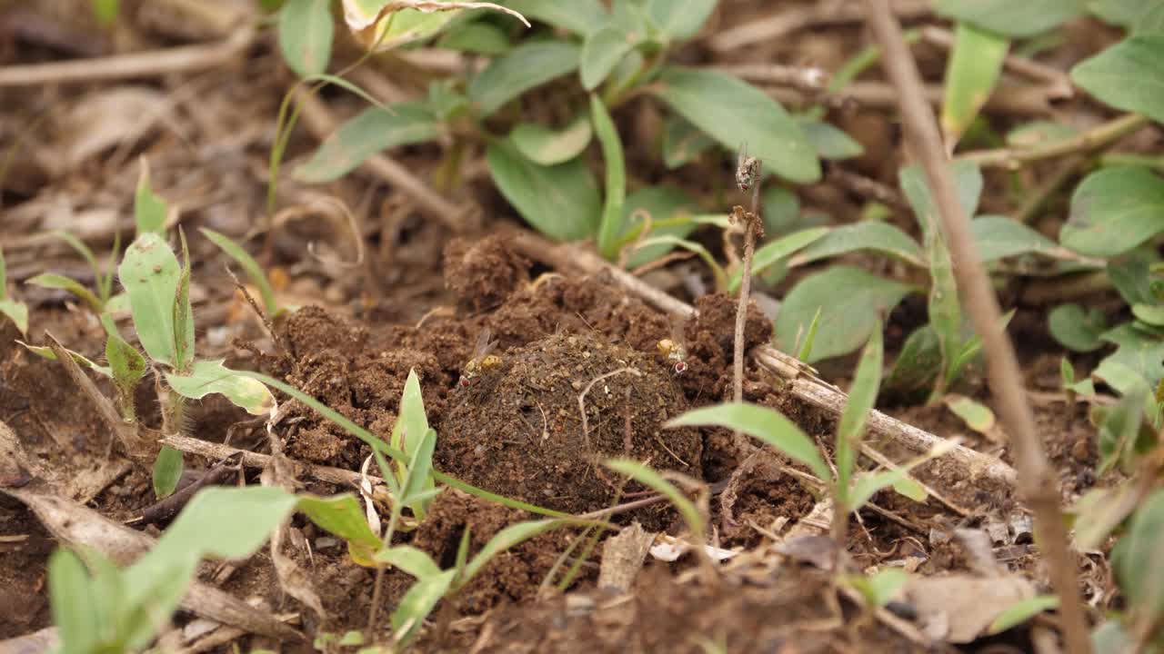 Scarabeo stercorario invisibile che fa rotolare la palla di sterco per inserirla in un buco scavato nel terreno