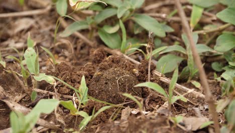 unseen dung beetle spins dung ball to fit into excavated hole in soil