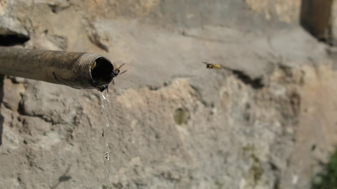 Api che bevono acqua