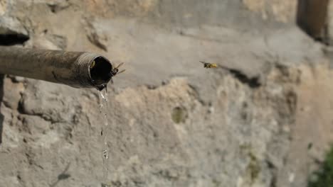 abejas del agua potable