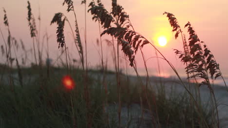 beautiful landscape with long grass waving in the wind during sunset, or sunrise over ocean