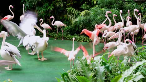 flamingos and pelicans in a conservation area within an area with natural and artificial vegetation