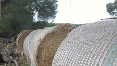 primer plano de balas de heno redondas en tierras de cultivo listas para el ganado